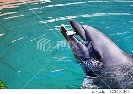 バンドウイルカ バンドウイルカ 125901306