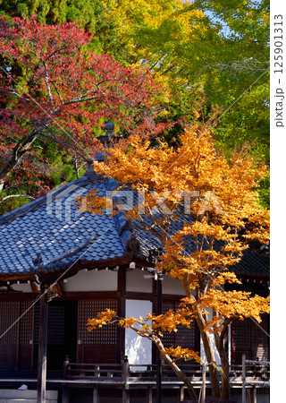 紅葉に包まれた秋の西教寺 125901313