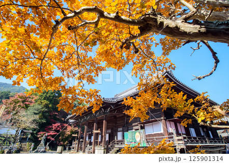紅葉に包まれた秋の西教寺 紅葉に包まれた秋の西教寺 125901314