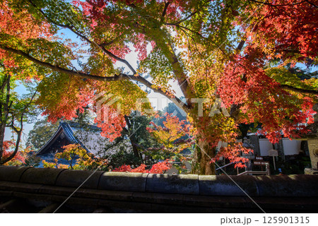 紅葉に包まれた秋の西教寺 紅葉に包まれた秋の西教寺 125901315