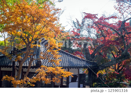 紅葉に包まれた秋の西教寺 125901316