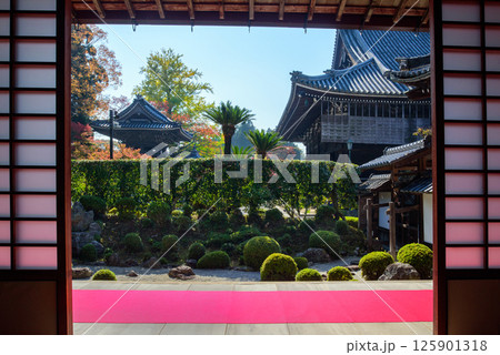 紅葉に包まれた秋の西教寺 大本坊庭園 紅葉に包まれた秋の西教寺 大本坊庭園 125901318