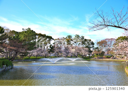 《愛知県》春の名古屋市名城公園の桜 《愛知県》春の名古屋市名城公園の桜 125901340