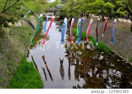 JR神戸線(東海道本線)を走る223系を背景に夙川の水面に泳ぐ鯉のぼり 125901363