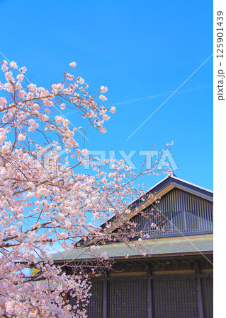 愛知県名古屋市、名古屋能楽堂と満開の桜の風景 愛知県名古屋市、名古屋能楽堂と満開の桜の風景 125901439