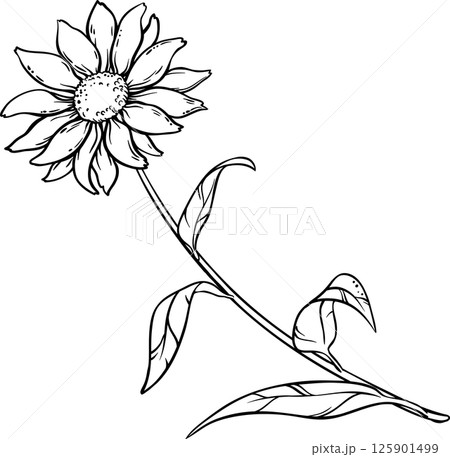 Echinacea Purpurea Plant with Flower Leaves Outline Illustration. 125901499