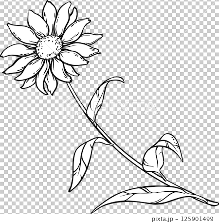 Echinacea Purpurea Plant with Flower Leaves Outline Illustration. 125901499