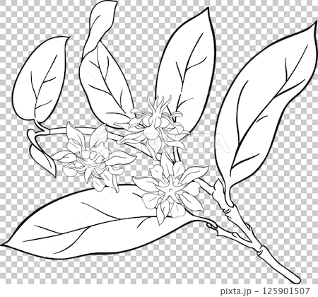 Cupuacu Branch Outline  Illustration. 125901507