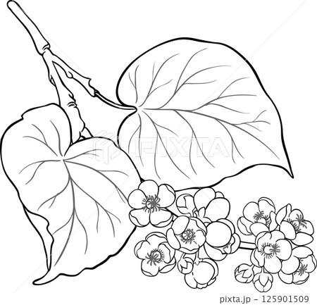 Kiwi Branch with Flowers and Leaves Outline Illustration. Organic natural nutritional healthy food ingredient, vegetarian diet product.  125901509