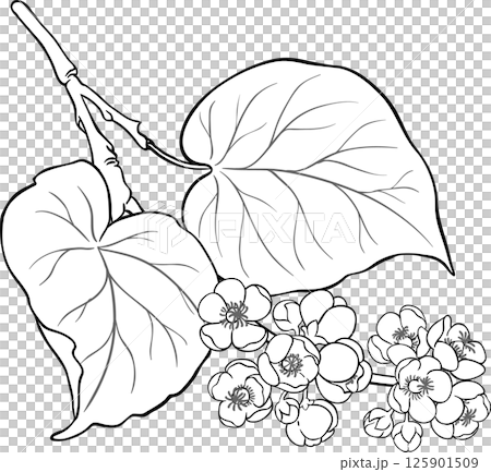 Kiwi Branch with Flowers and Leaves Outline Illustration. Organic natural nutritional healthy food ingredient, vegetarian diet product.  125901509