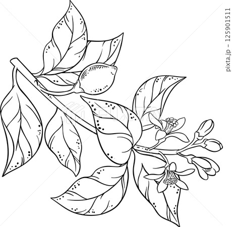 Lemon Branch with Flowers and Leaves Outline Illustration. Organic natural nutritional healthy food ingredient, vegetarian diet product. Lemon Branch with Flowers and Leaves Outline Illustration. Organic natural nutritional healthy food ingredient, vegetarian diet product. 125901511
