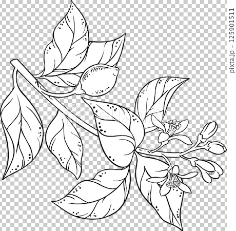 Lemon Branch with Flowers and Leaves Outline Illustration. Organic natural nutritional healthy food ingredient, vegetarian diet product. Lemon Branch with Flowers and Leaves Outline Illustration. Organic natural nutritional healthy food ingredient, vegetarian diet product. 125901511