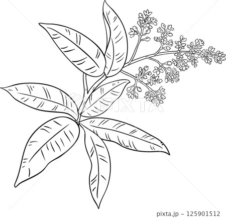 Mango Branch with Flowers and Leaves Outline Illustration. Organic natural nutritional healthy food ingredient, vegetarian diet product.  125901512