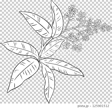 Mango Branch with Flowers and Leaves Outline Illustration. Organic natural nutritional healthy food ingredient, vegetarian diet product.  125901512