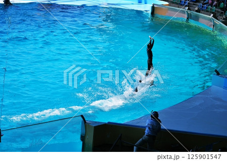 イルカショーの風景 イルカショーの風景 125901547