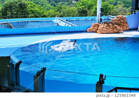 イルカショーの風景 イルカショーの風景 125901549