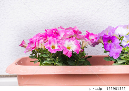 プランターに植えたペチュニア 125901555