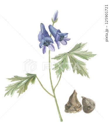 水彩で描いたトリカブト 花と根 附子 水彩で描いたトリカブト 花と根 附子 125901721