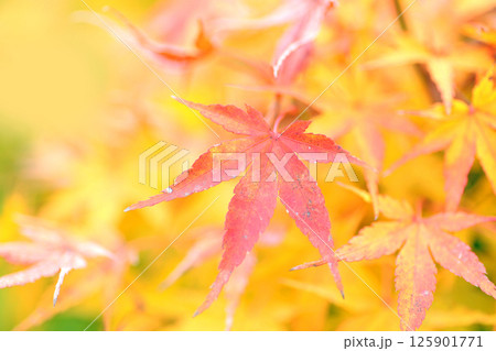 帯石観音の紅葉 125901771