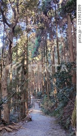 杉林に佇む鳥居と静かな参道の風景   Torii Gate in Cedar Forest alon 杉林に佇む鳥居と静かな参道の風景   Torii Gate in Cedar Forest alon 125901809