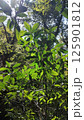 木漏れ日に輝く新緑の葉と森林の光景   Fresh Green Leaves in Sunlight 125901812