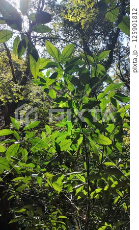 木漏れ日に輝く新緑の葉と森林の光景   Fresh Green Leaves in Sunlight 125901812