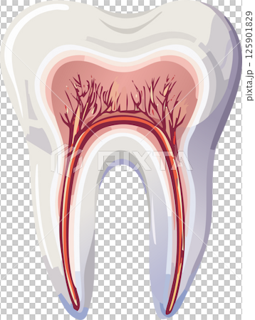 牙的例證 牙的例證 125901829