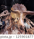 恐竜の化石展示 トリケラトプスとティラノサウルス   Dinosaur Fossil Exhibit 125901877