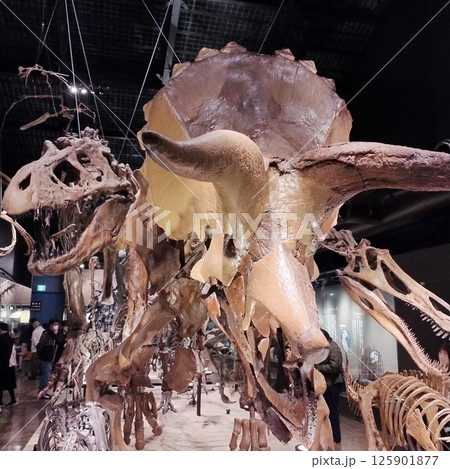 恐竜の化石展示 トリケラトプスとティラノサウルス   Dinosaur Fossil Exhibit 125901877
