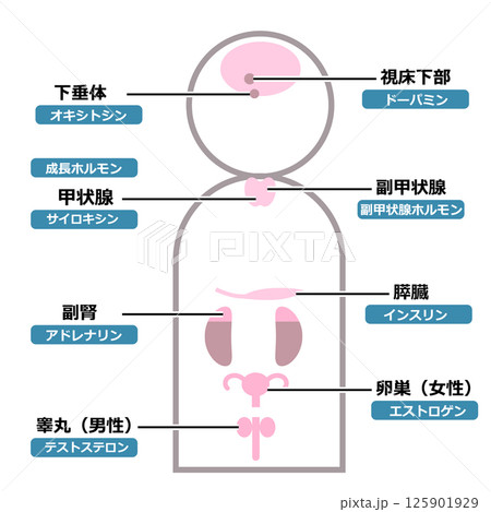 内分泌腺とホルモン 内分泌腺とホルモン 125901929