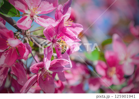 A close-up of a bee pollinating pink apple blossoms on a tree branch in spring. Vibrant floral image with soft background A close-up of a bee pollinating pink apple blossoms on a tree branch in spring. Vibrant floral image with soft background 125901941