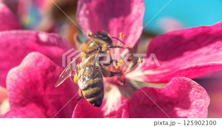 Close-up bee on sakura flower, vintage style Close-up bee on sakura flower, vintage style 125902100