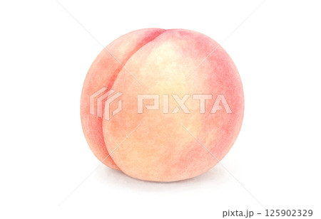 桃のイラスト 水彩 白桃 125902329