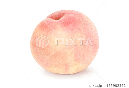 桃のイラスト 水彩 白桃 125902331