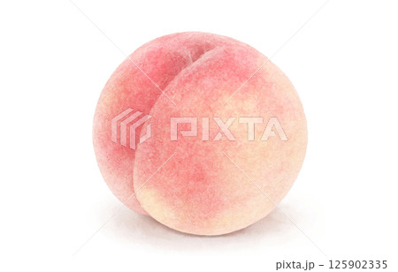 桃のイラスト 水彩 白桃 125902335