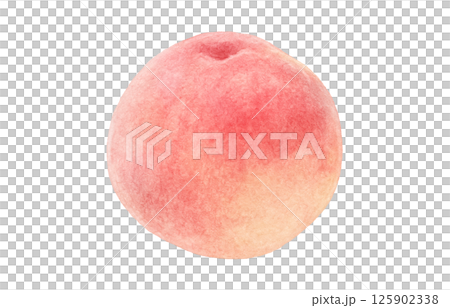 桃のイラスト 水彩 白桃 125902338