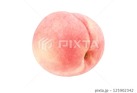 桃のイラスト 水彩 白桃 125902342