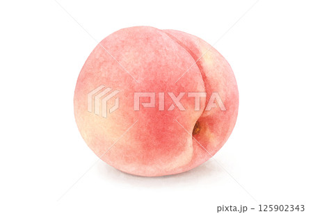 桃のイラスト 水彩 白桃 125902343