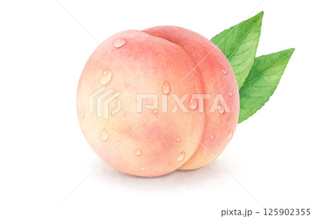 桃のイラスト 水彩 白桃 桃のイラスト 水彩 白桃 125902355