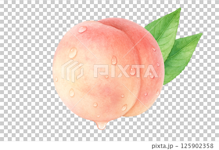 Peach illustration watercolor white peach Peach illustration watercolor white peach 125902358