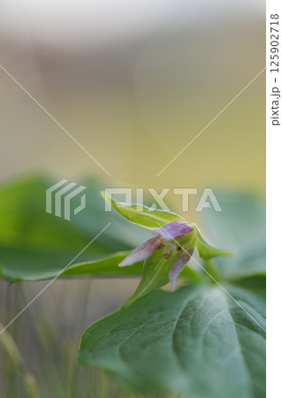 エンレイソウ エンレイソウ 125902718