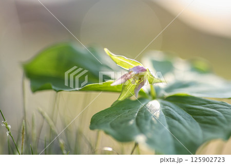 エンレイソウ 125902723