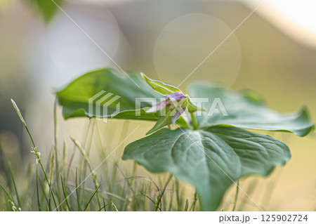 エンレイソウ 125902724