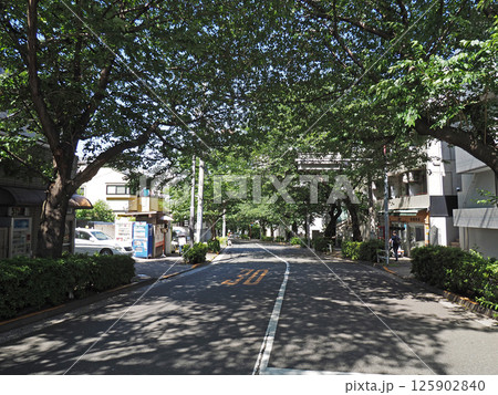 緑あふれる東京の道路風景。春。 緑あふれる東京の道路風景。春。 125902840