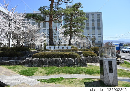 行政機関・松本市役所（長野県）と桜 125902843