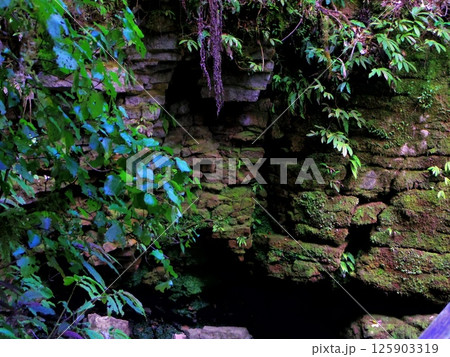 岩壁に張り付く植物たち 岩壁に張り付く植物たち 125903319