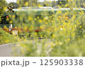 菜の花の踏切を渡る真岡鐵道 125903338