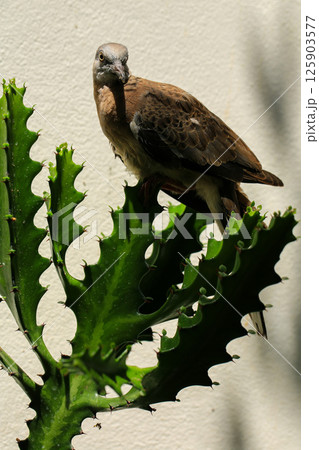 Portrait of bird, into the eyes of bird  125903577