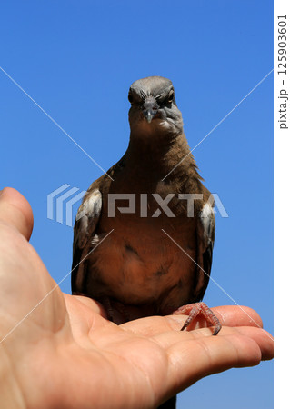 Portrait of bird, into the eyes of bird  125903601