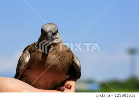 Portrait of bird, into the eyes of bird  125903618